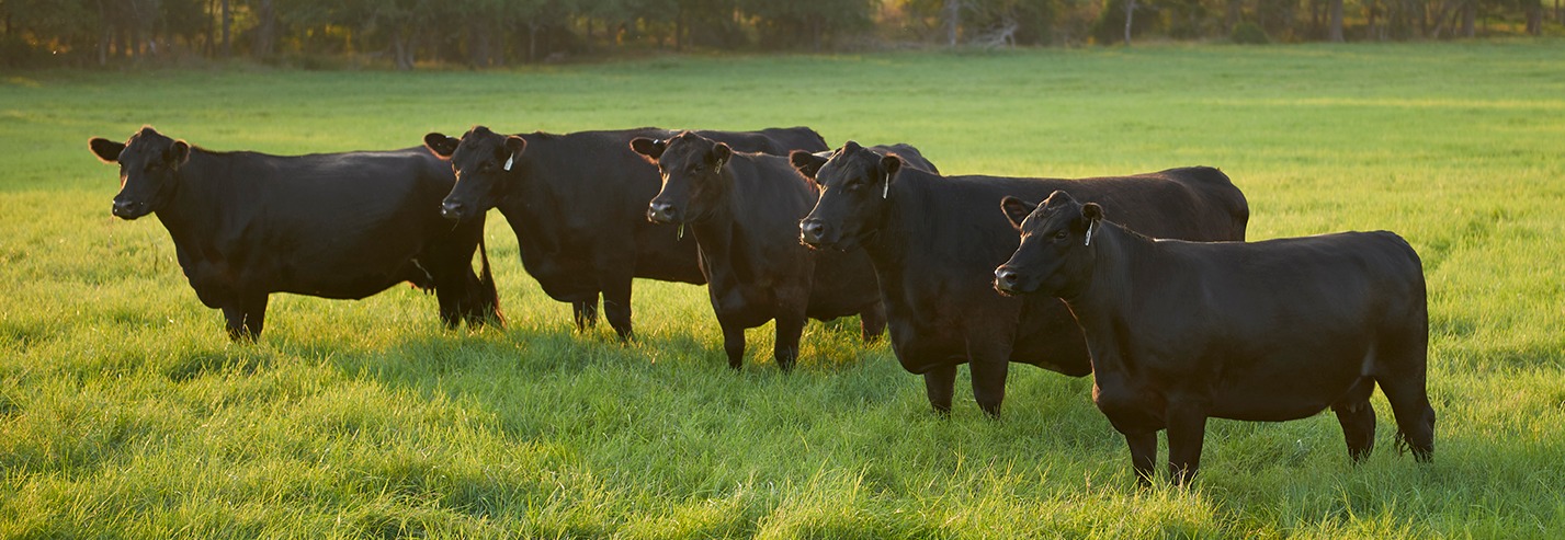 Group of Heifers